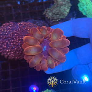 Candy Red Cynarina