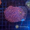 Pink Rainbow Micro Goniopora Colony