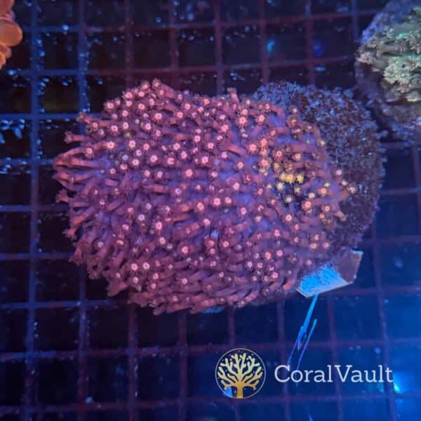 Pink Rainbow Micro Goniopora Colony