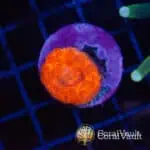 Bright Orange Scoly Frag