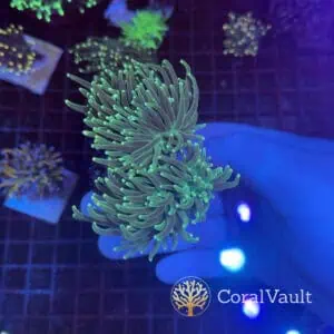White Tip Torch Colony – Four Heads