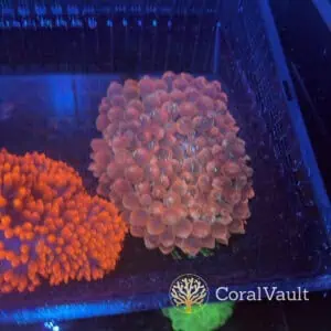 XXXL Marble Red Bubble Tip Anemone