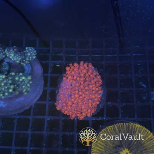 Large Bright Red Goniopora Colony Large Bright Red Goniopora Colony