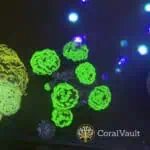 Ultra Green Hammer Coral Colony