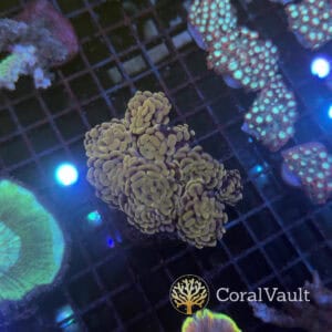 Bright Pink Hammer Coral Colony