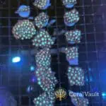 Spiderman Goniopora