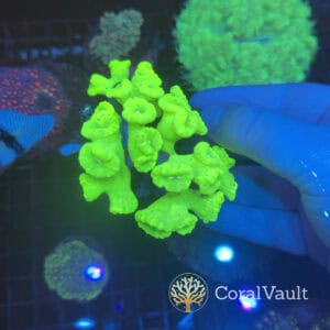 Toxic Green Candy Cane Colony
