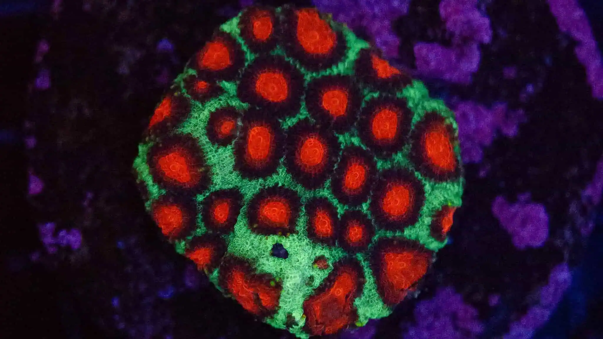 Goniastrea