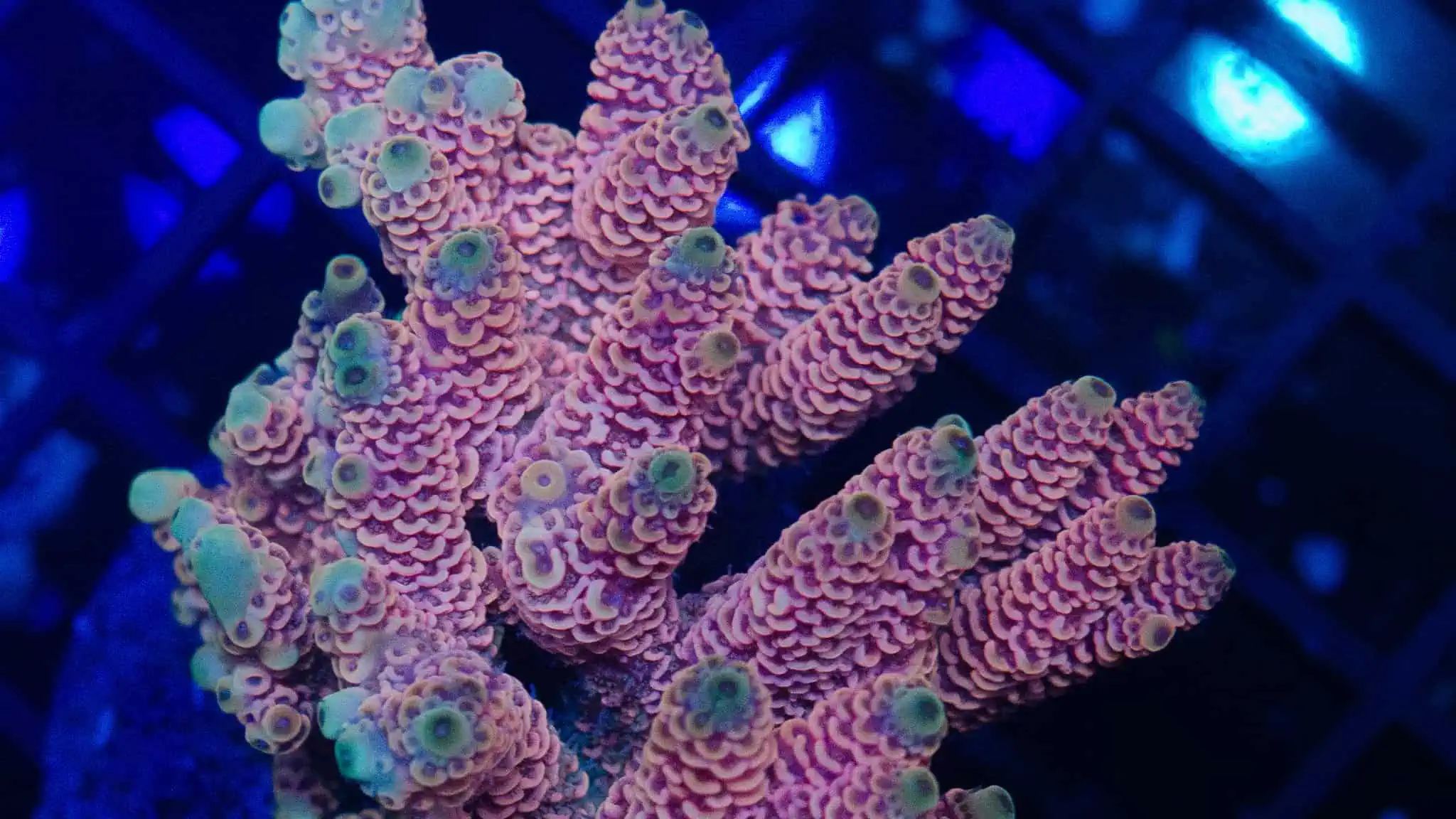 Acropora