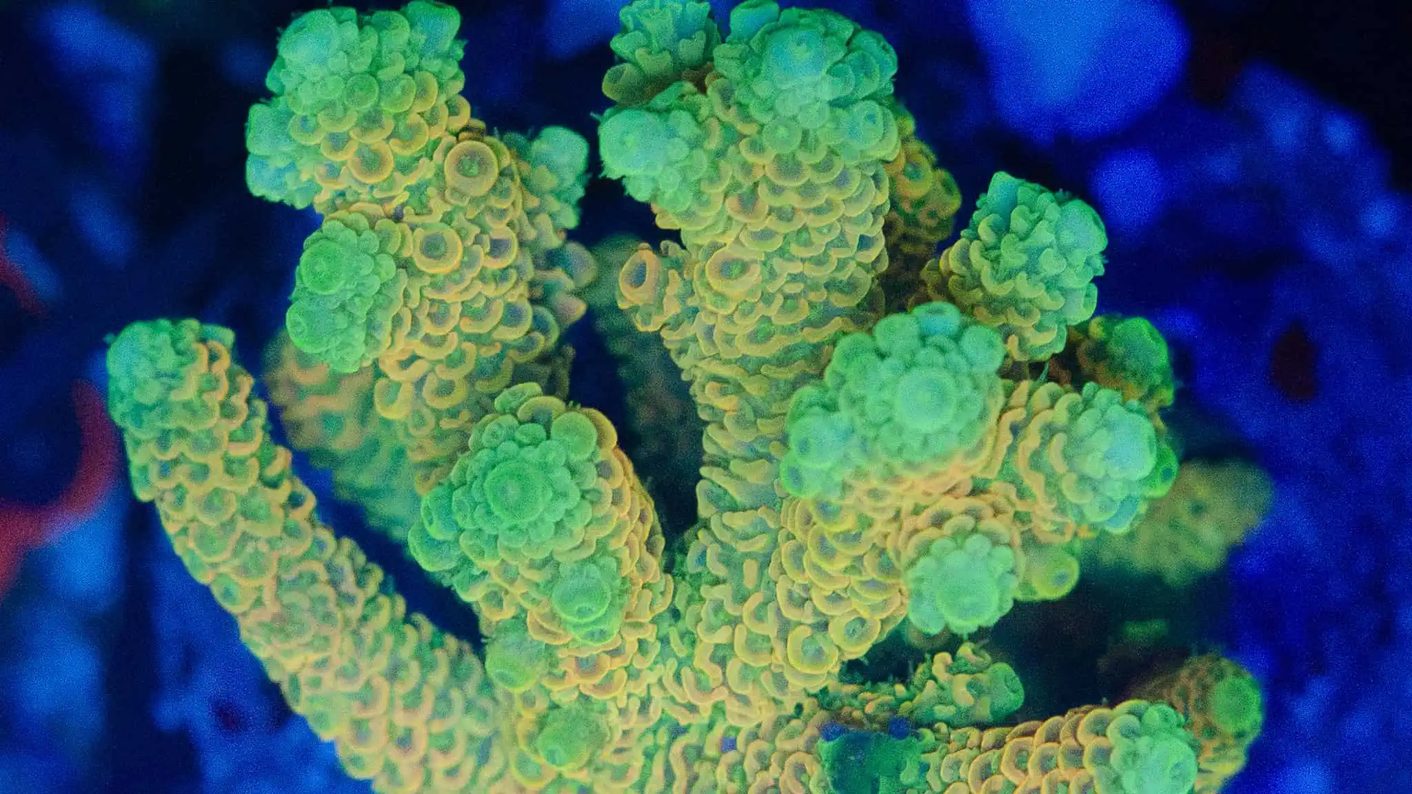 SPS