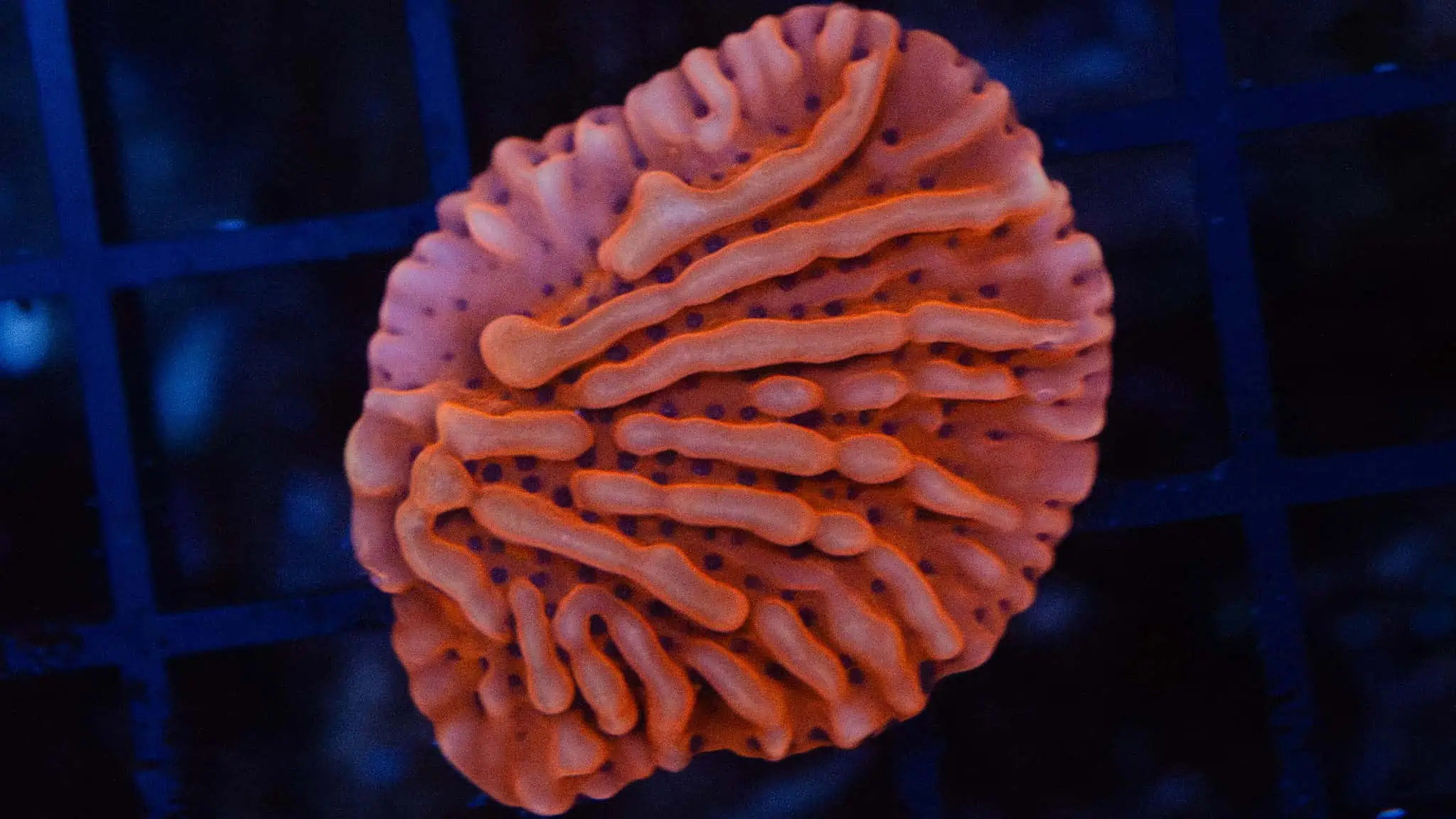 DSC_0505 Red Montipora Frag