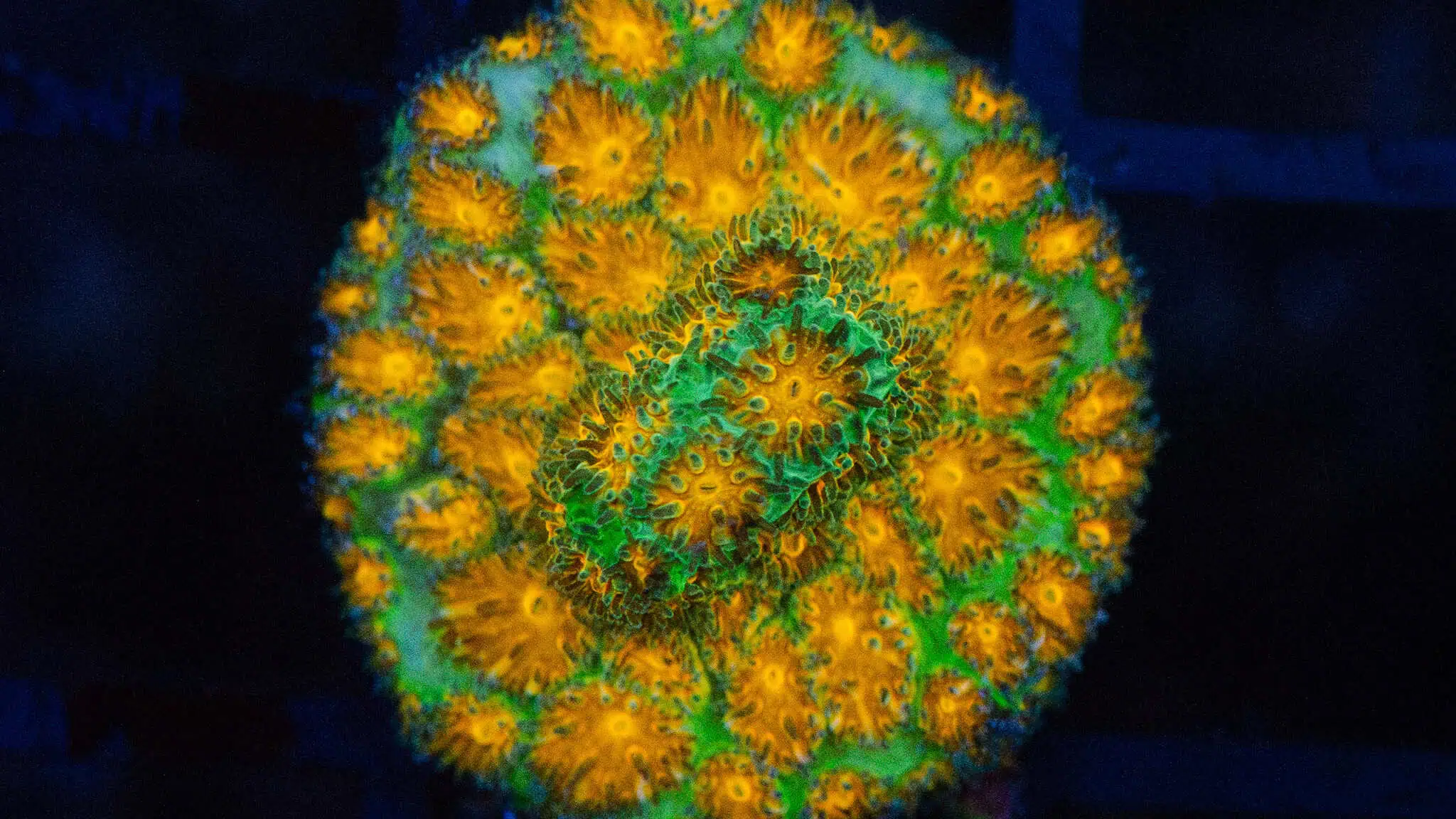 Leptastrea