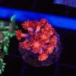 Ultra Red Goniopora