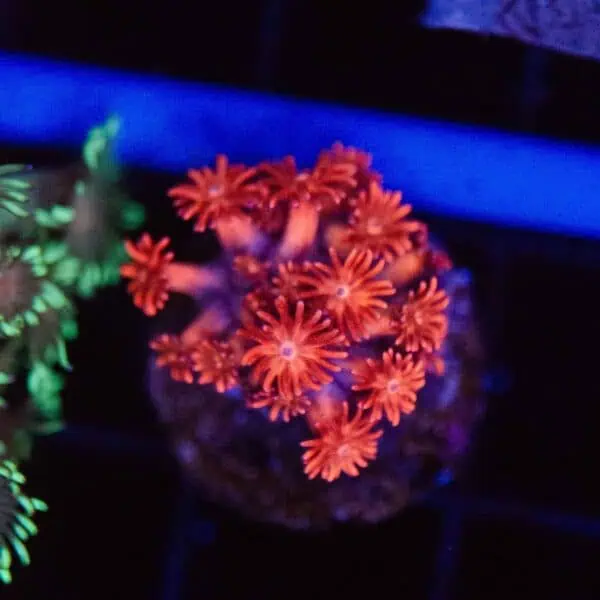 Ultra Red Goniopora