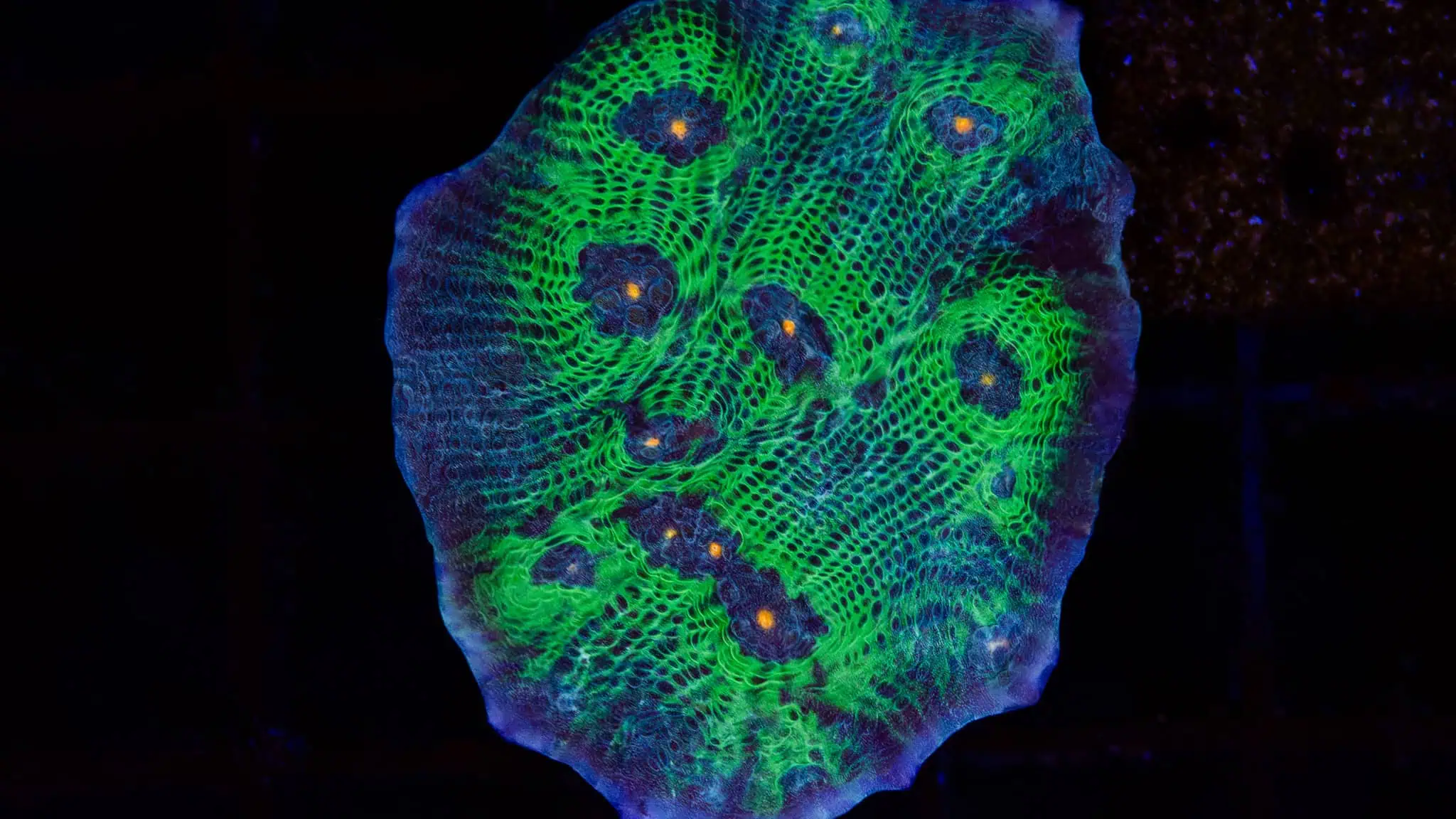 Frags