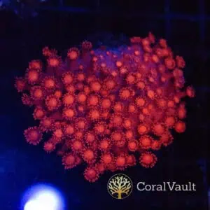 Large Bright Red Goniopora Colony
