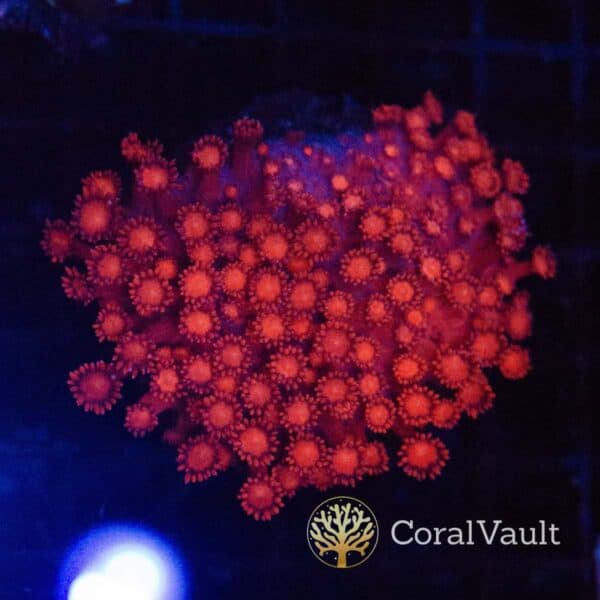 Large Bright Red Goniopora Colony