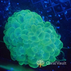Large Neon Green Bubble Coral