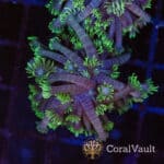Pale Green Goniopora
