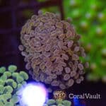 Pink Pastel Hammer Coral