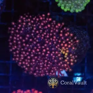 Pink Rainbow Micro Goniopora Colony