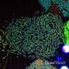 Rainbow Wall Hammer Coral — Stock Control Rainbow Wall Hammer Coral