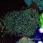 Rainbow Wall Hammer Coral