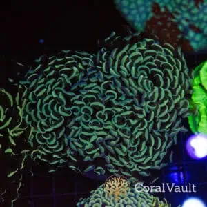 Rainbow Wall Hammer Coral