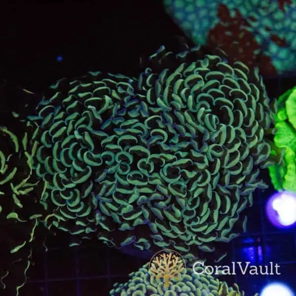 Rainbow Wall Hammer Coral — Stock Control Rainbow Wall Hammer Coral
