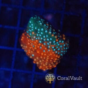Tri-Colour Grafted Cyphastrea