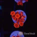 Ultra Red Goniopora