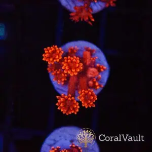 Ultra Red Goniopora