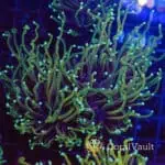 Ultra Hellfire Torch Coral – Double Head