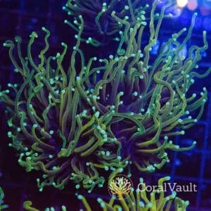 Ultra Hellfire Torch Coral – Double Head