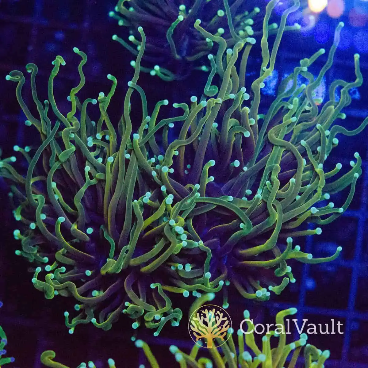 Ultra Hellfire Torch Coral – Double Head