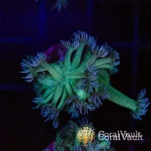 Purple Lash Goniopora