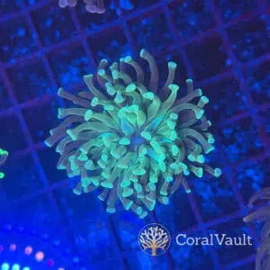 Toxic Pom-Pom Branching Hammer