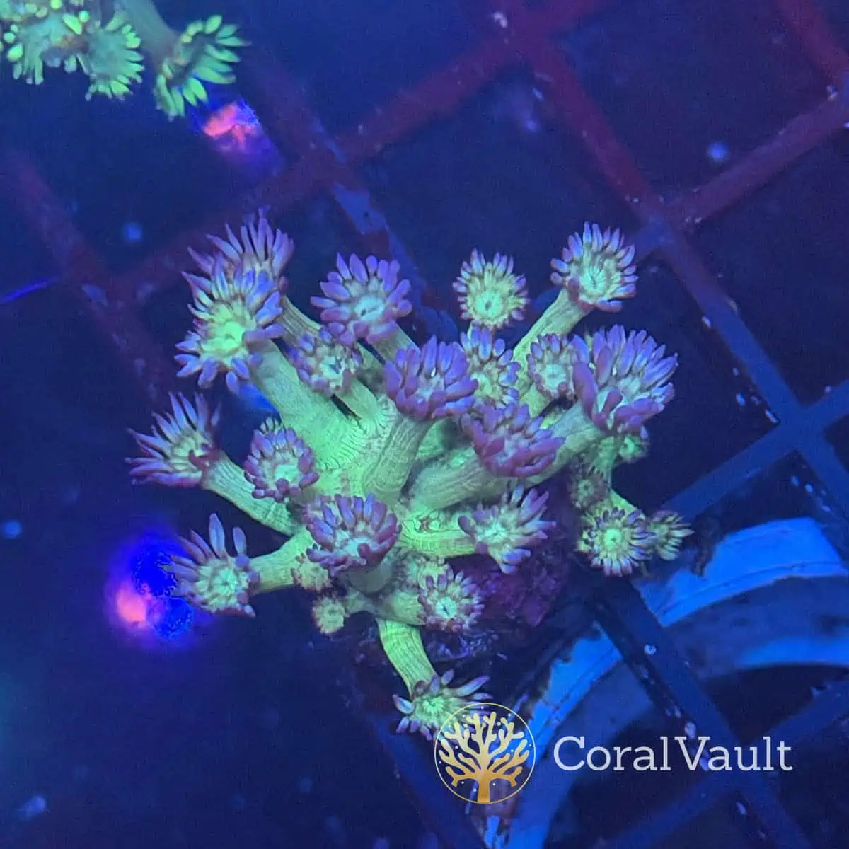 Violet-Tipped Goniopora