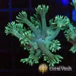 Mint Green Goniopora