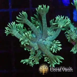 Mint Green Goniopora