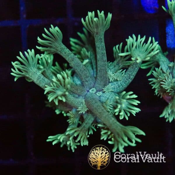 Mint Green Goniopora Mint Green Goniopora