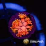 Pink-Sun Master Goniopora