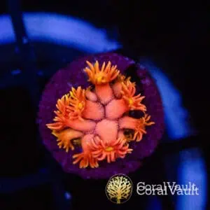 Pink-Sun Master Goniopora