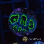 UFO Aussie Acan