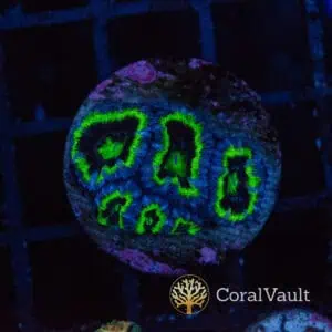 UFO Aussie Acan