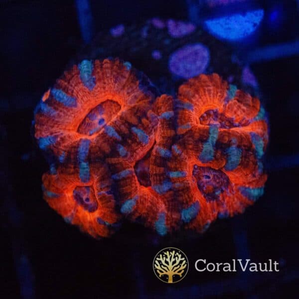 Tangerine Aussie Acan