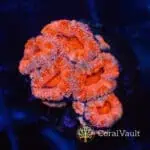 Peach Aussie Acan