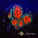 Teal Ring Aussie Acan