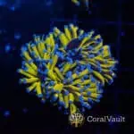 Aussie Aquacultured Gold Torch Coral