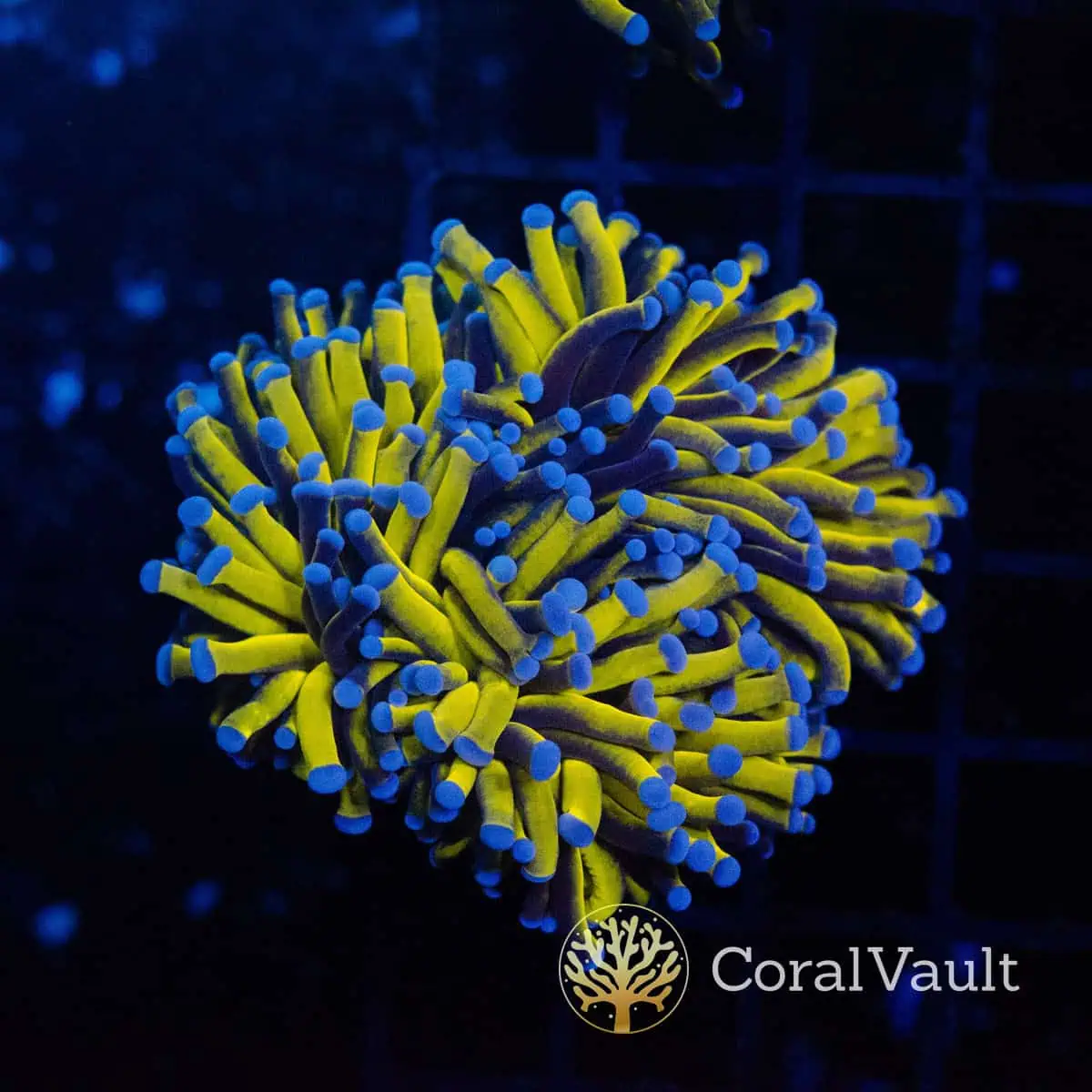 Aussie Aquacultured Gold Torch Coral